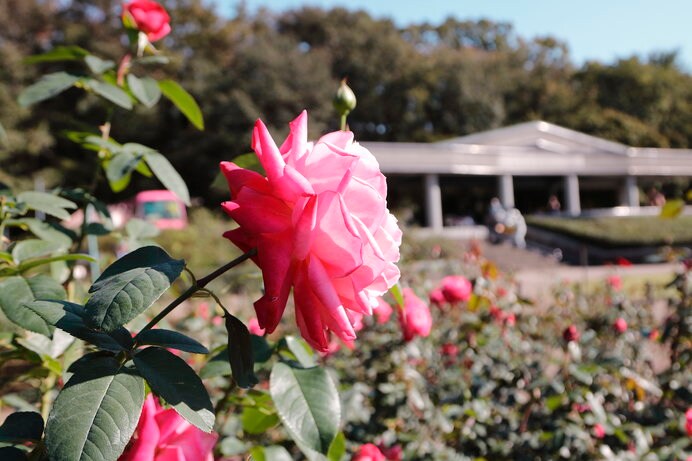 バラフェスタ期間中の10月の土日には、バラの香りをより楽しめる早朝開園を実施
