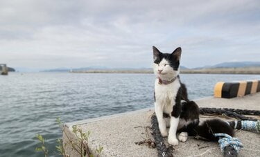 海辺にたたずむ猫、本日はえびす顔「大漁豊漁お待ちしてます」【沖昌之】