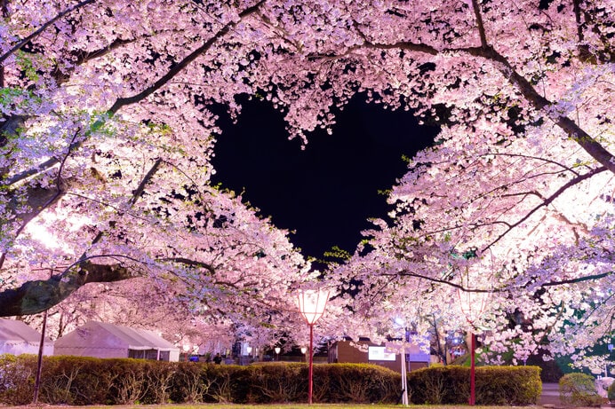 弘前公園の桜のハート（青森県）