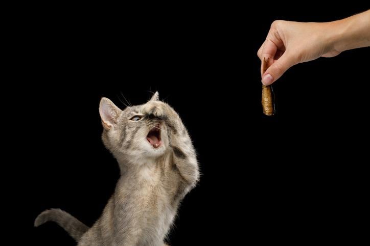 ※写真はイメージです (Getty Images)