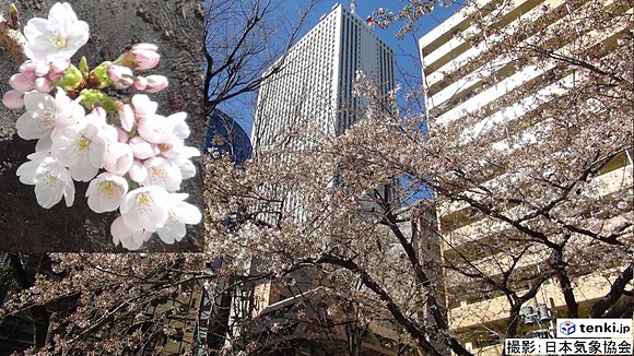 24日(火)　東京都豊島区東池袋・日出町公園の桜