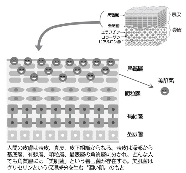 美肌菌は、肌の守り神！