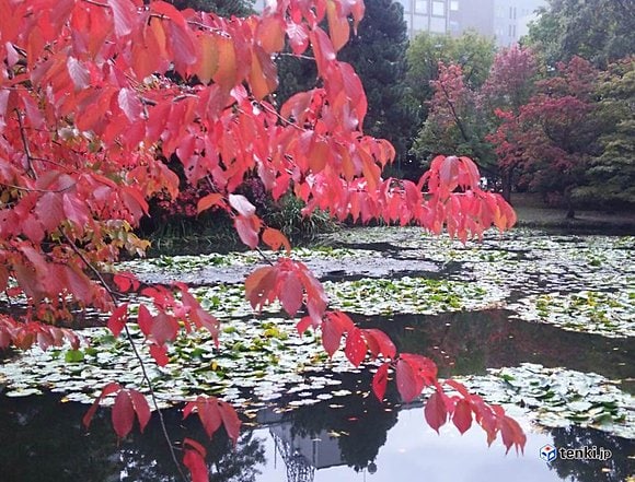桜の葉も赤く色づく（10日)　撮影：日本気象協会　森　和也