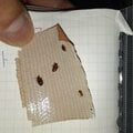 殺虫剤が効かない「スーパートコジラミ」出現 布団、カーテン…旅先でチェックすべき意外な場所