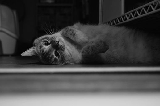 写真・図版（1枚目）| 第1212回　ゴロゴロ喉鳴らし、抱かれるマシロ