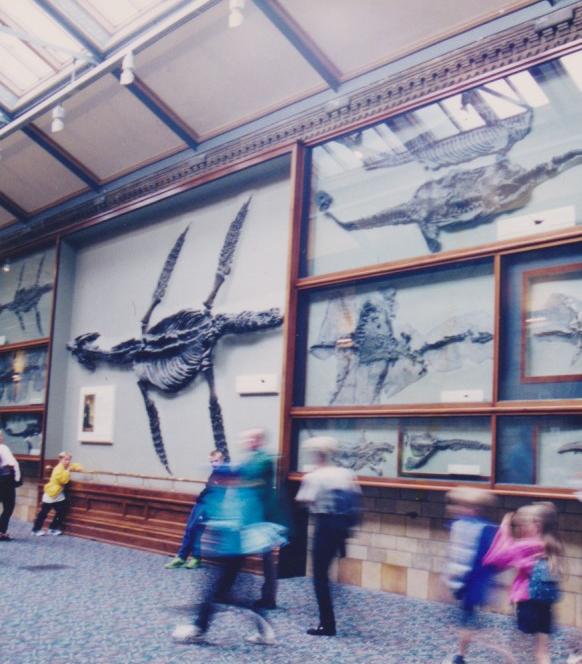 ロンドンの自然史博物館のイクチオサウルス・プレシオサウルス全身骨格の展示。1999年のメアリー生誕200年に筆者が訪れた際の展示の様子。メアリーがライムの崖から発見したイクチオサウルスは写真のずっと奥にある（吉川惣司撮影）