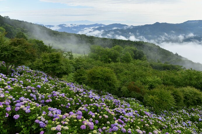 梅雨時期は紫陽花が美しい山を登ってみてはいかがでしょう