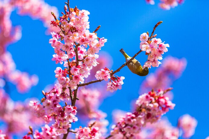 関東・東海で早咲きの桜を見られるおすすめスポットをご紹介します