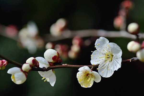 花びらが丸い「梅」。ひと花ずつ枝から咲いていて、控えめながら凛とした雰囲気。