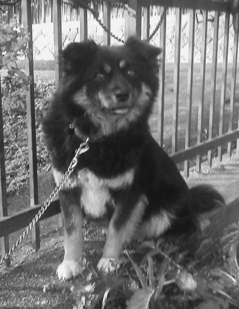 写真・図版（1枚目）| 第1088回　飼い主に懐かない半野良犬モモ様
