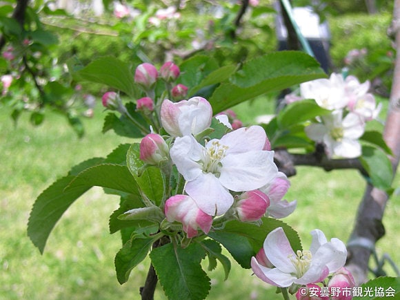 白い花の正体は『りんごの花』（2017年5月4日撮影　安曇野市観光協会提供）