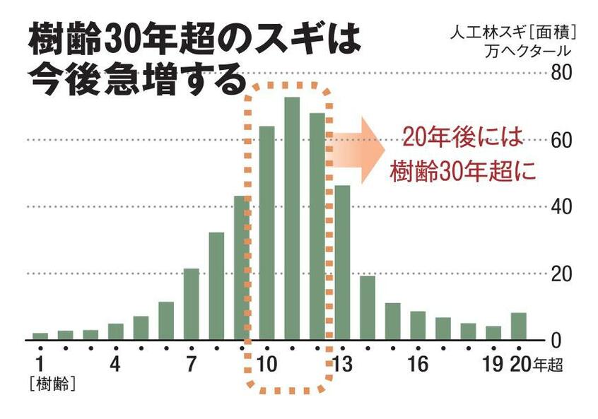 樹齢30年超のスギは今後急増する(AERA 2019年11月25日号より)