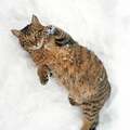 「週刊朝日」史上初の猫表紙 モデルは岩合光昭が涙した「ハナ」