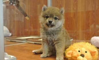 そもそも犬の「値段」はどうやって決まるの? 3つのルートとは