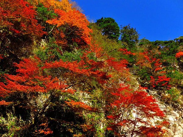 高く青い空と紅葉の美しいコントラスト（画像はイメージ）