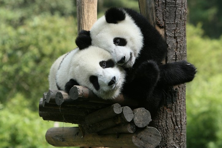 みんな大好き、パンダの「かわいさ」はなんと近年発見されたものだった?!(写真はイメージ/gettyimages)
