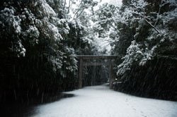 雪景色の伊勢神宮は珍しく、神域の木々で雪が参道の真ん中にだけ積もり、白い道が浮かび上がった（撮影／稲田美織）