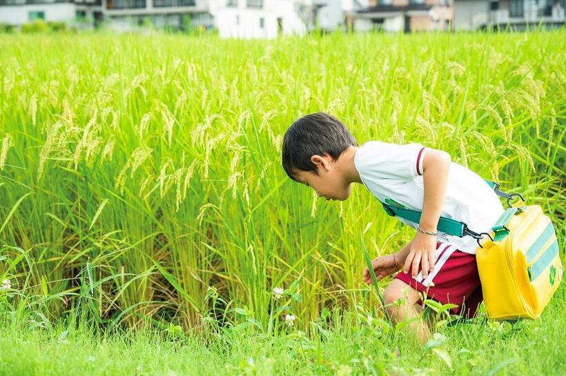 コシヒカリの産地、新潟県南魚沼市の「金城幼稚園・保育園」では、園の目の前に田んぼが広がる(キッチハイク提供)