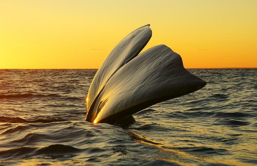 太陽が水平線に沈みゆく瞬間。海面に突き出されたミナミセミクジラの尾びれの濡れた皮膚が、鋼のように夕焼けの空を映しだす（撮影：水口博也）