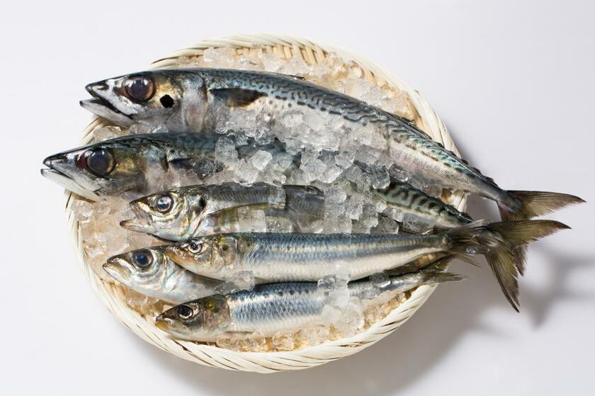認知機能との関連が指摘される必須脂肪酸ＤＨＡとＥＰＡは、青魚に豊富に含まれる。通常の食生活では、ＤＨＡは約９０％、ＥＰＡはほぼ１００％、魚からの摂取に頼っている（撮影／写真部・片山菜緒子）