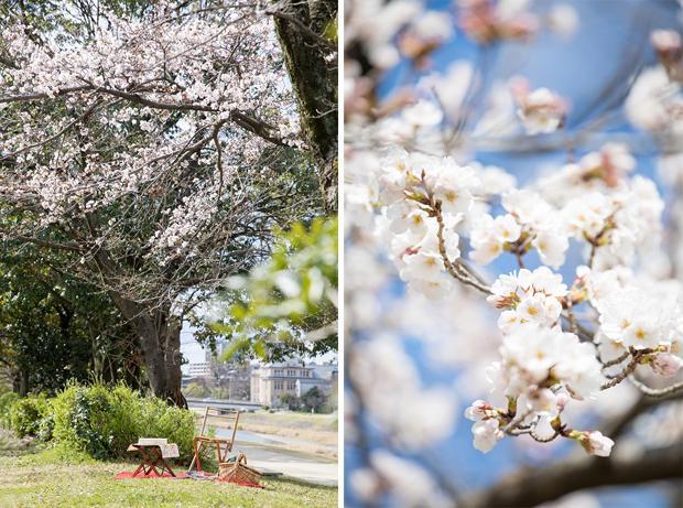 ソメイヨシノの桜並木が続く鴨川添い。お気に入りの桜の木を見つけることも楽しみ方のひとつです。