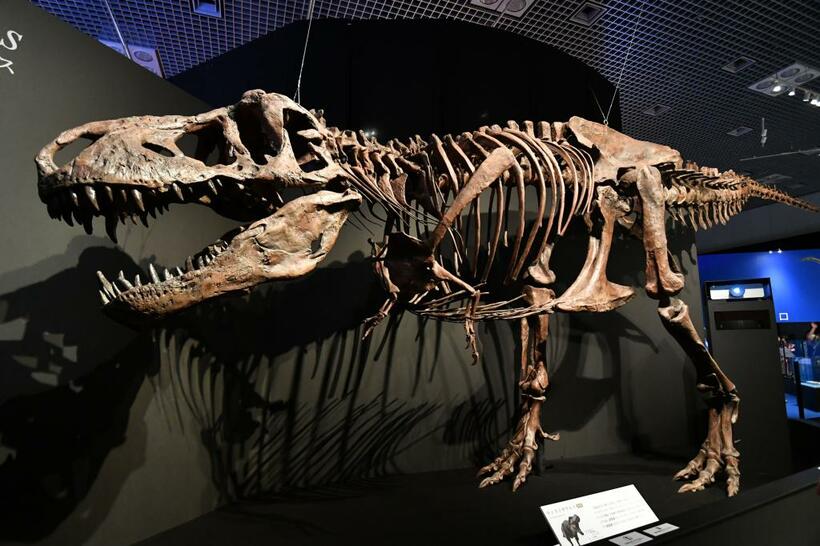 大人気の「恐竜博２０１９」から、ティラノサウルスの全身復元骨格（ｃ）朝日新聞社