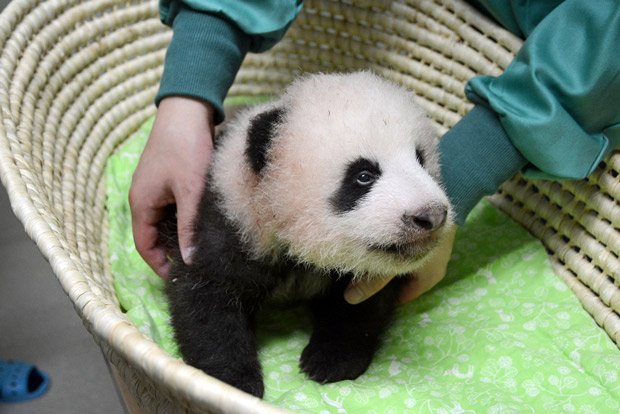 生後７０日を迎え、９回目の身体検査を受ける東京・上野動物園のジャイアントパンダの赤ちゃん（東京動物園協会提供）