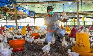中国生まれの鳥インフルが大流行　致死率52.6％で人の死亡例も