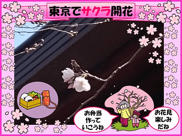 きのう３月２０日の東京（靖国神社）桜の標本木