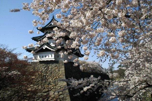 お花見にかける“情熱日本一”青森県の弘前公園