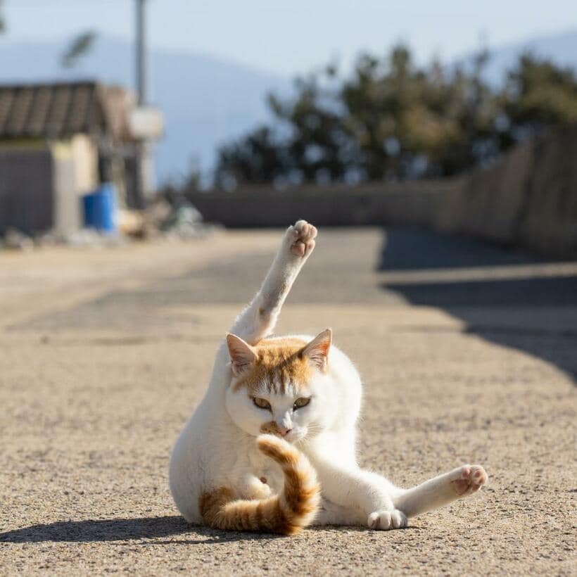 Ｃａｎｏｎ　ＥＯＳ－１Ｄ　Ｘ　Ｍａｒｋ　ＩＩＩ・ｆ７．１・１／１２５０秒・ＩＳＯ２００（撮影／猫写真家・沖昌之）