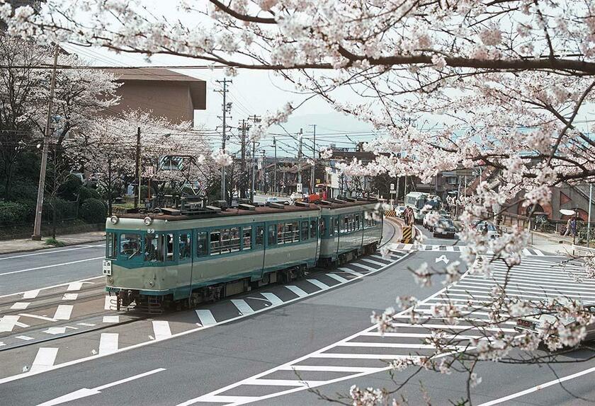 桜花満開の中、蹴上停留所を発車して四宮に向かう京津線の80型。画面左側が老舗「都ホテル」（現・ウェスティン都ホテル京都）の建物。蹴上～九条山（撮影／諸河久：1981年4月8日）
