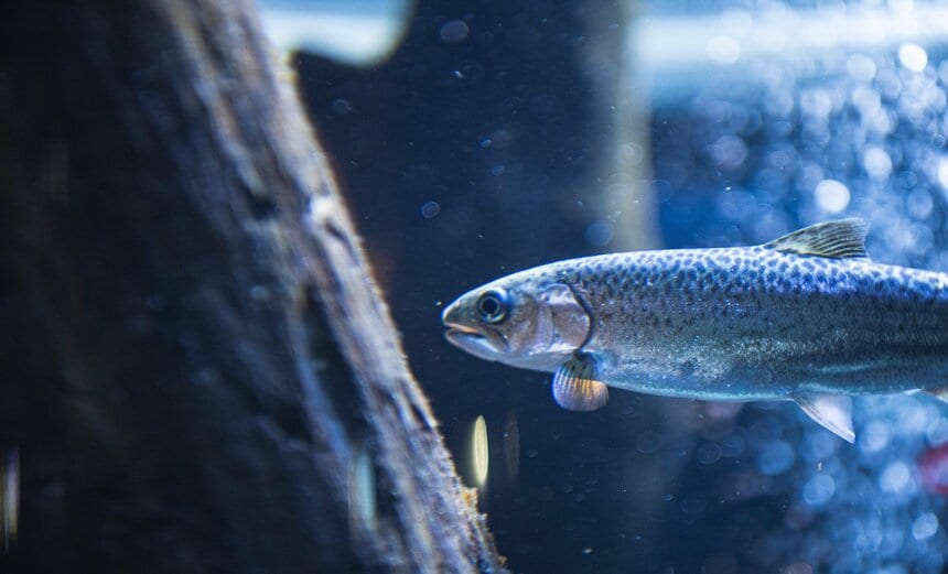 サケの稚魚から成魚まで観察できます。写真はサケの仲間、マスノスケの幼魚。