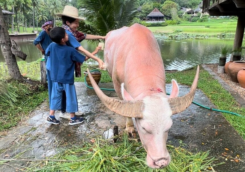 アルビノのピンク色の水牛も。最初は水牛の大きさに怖がっていた息子も、穏やかな性質に自分からお世話するようになりました。