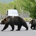 ヒグマ駆除への“クレーム”もアウト? 北海道で「カスハラ防止条例」制定を目指す議員たちの“狙い”