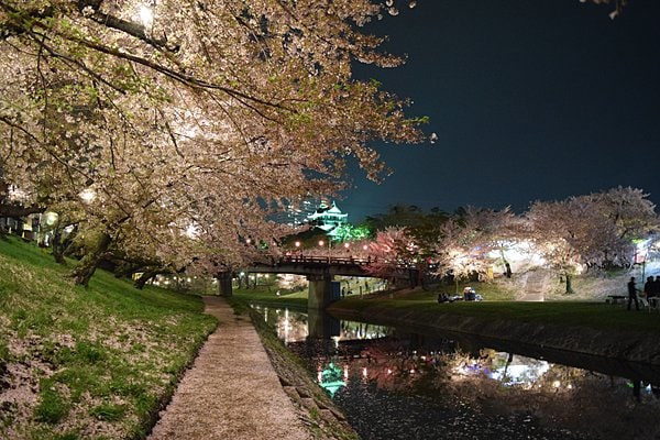 岡崎城の夜桜
