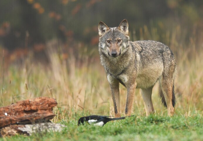 タイリクオオカミ。ニホンオオカミもその亜種と考えられ、生きていたらこんな姿だったのかも