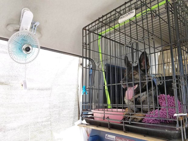 災害救助犬もしっかり暑さ対策をしている（救犬ジャパン提供）