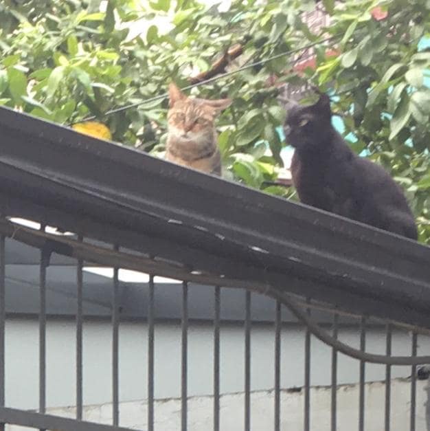 台南の住処の屋根にはよくネコが遊びにきた。猫しゃあしゃあに抵抗して一枚！（写真：本人提供）