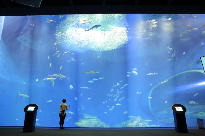 80種2万匹の魚が泳ぐ「出会いの海の大水槽」には、誰もが釘付けに