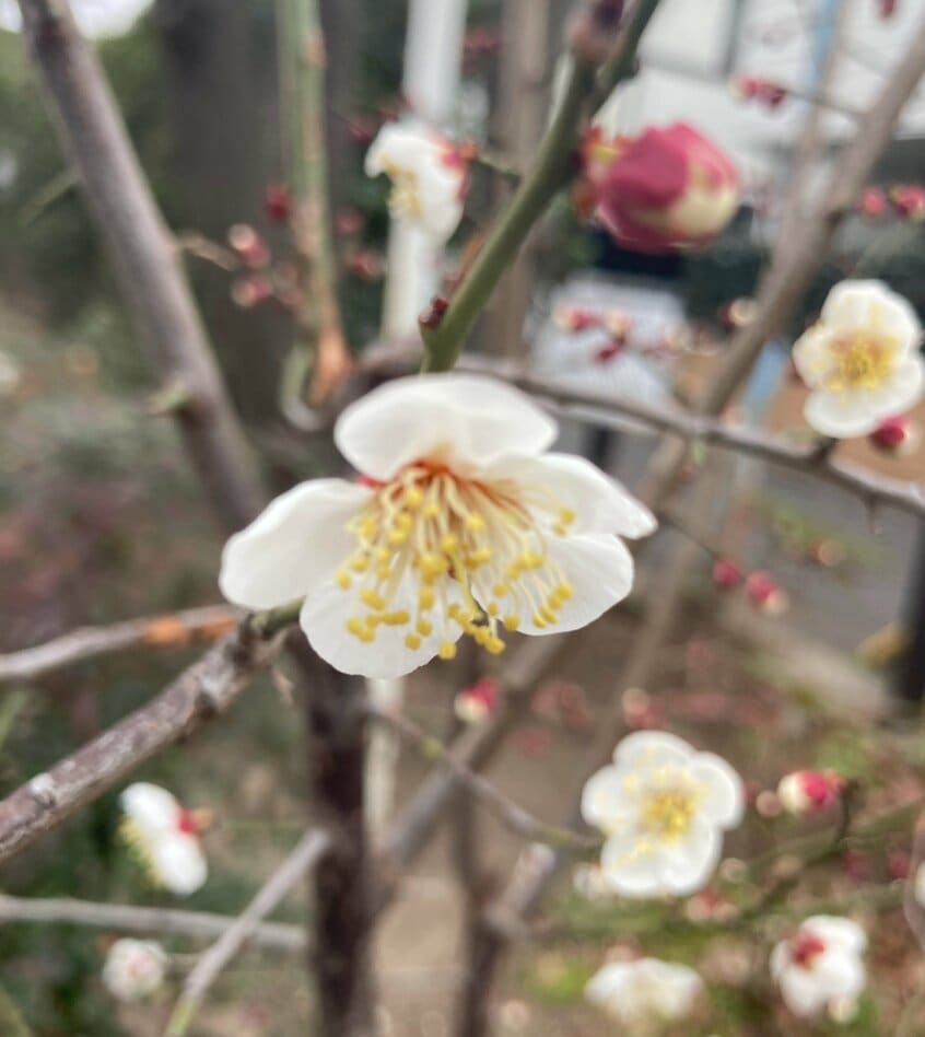 近所の公園で梅が咲き始めた。寒さの中で咲く梅に定年後の人間が学ぶことは大きい!(写真/本人提供)