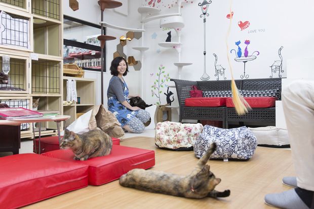 「猫の館ＭＥ」の小倉さんは、保護猫活動の社会的認知度を高めたいと株式会社として運営している（撮影／岡田晃奈）