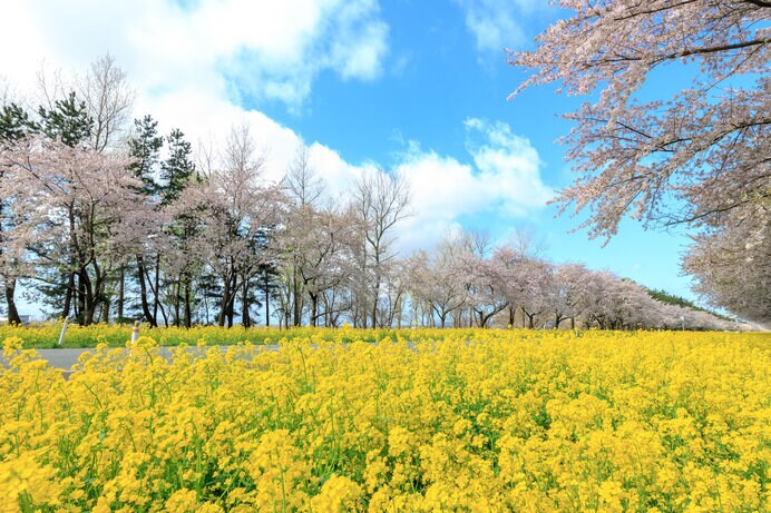 秋田県　菜の花ロード桜並木