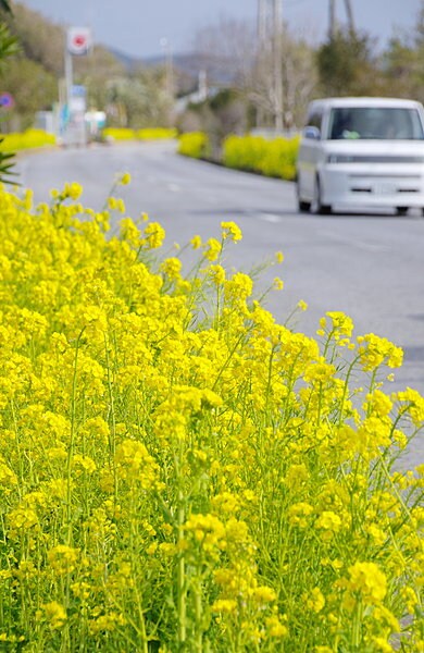 道沿いに黄色の菜の花が咲き乱れる、全長26kmの房総フラワーライン