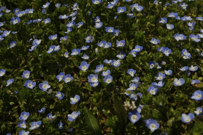春浅い野原では特に青い宝石が散らばるようにキラキラしています