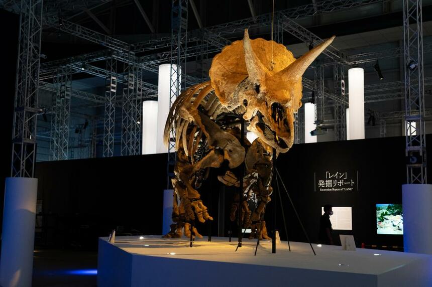 北アメリカ大陸西部で発見されたトリケラトプスの実物化石「レイン」。全長7m×高さ3m。ヒューストン自然科学博物館所蔵（写真／家老芳美）