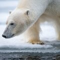 進化する動物、しない動物がいるのはなぜ? 動物学者・今泉忠明先生が子どもたちに伝える「生き物のふしぎ」