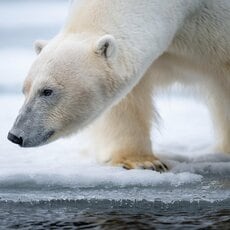 進化する動物、しない動物がいるのはなぜ？　動物学者・今泉忠明先生が子どもたちに伝える「生き物のふしぎ」