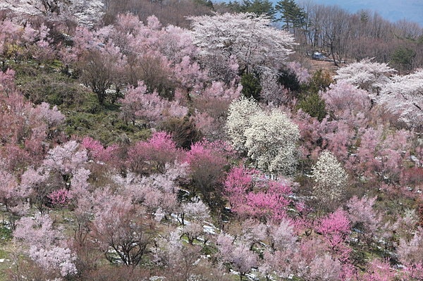 福島市の花見山では「梅」も「桃」も「桜」も植えられている。まさに「桃源郷」。