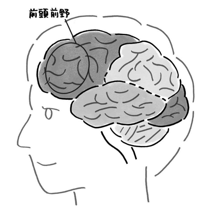 【図1】コミュニケーションに不可欠な機能を支える前頭前野。言葉を話したり、相手の気持ちを推し量ったり、感情を制御したりと幅広い機能を持つ。（イラスト・祖田雅弘）